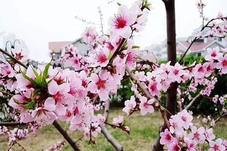 2022年3月安徽桃花节图片