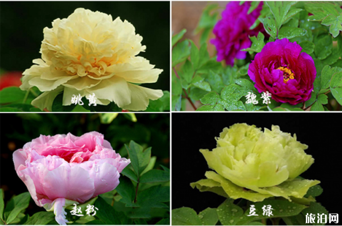 牡丹花的品种及花名图片