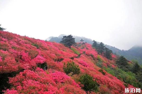 2020年麻城龜峰山杜鵑花什麼時候開龜峰山杜鵑花海攻略