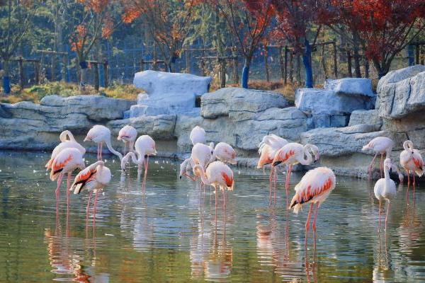 金牛湖野生动物园2021图片