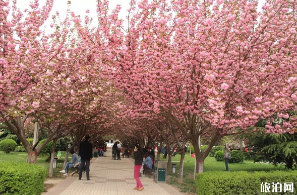 西安樱花广场图片